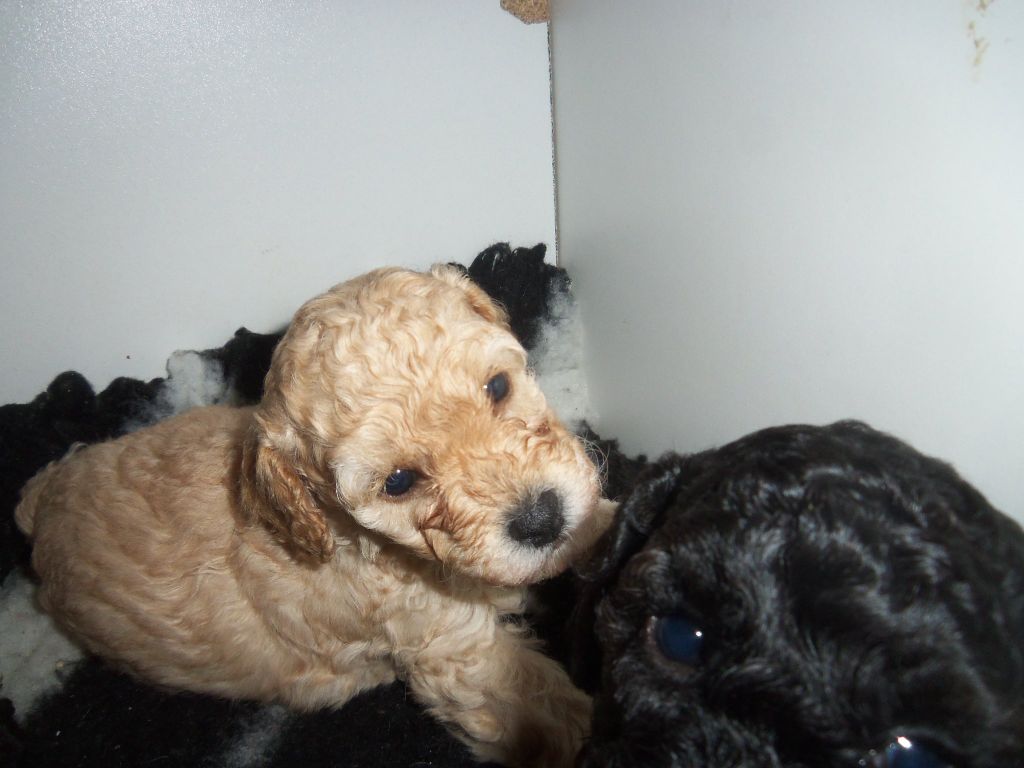 Des Jours Etoilés - Chiots caniches et chiens particolores à poils frisés à réserver