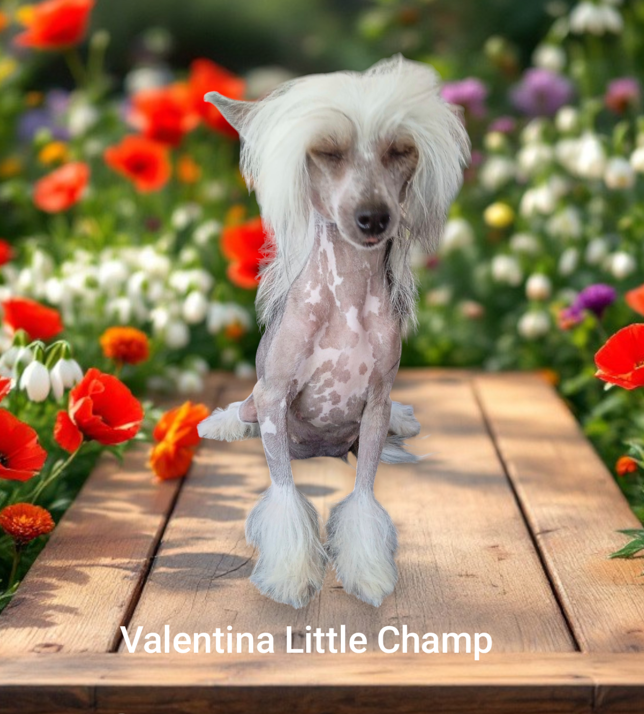 VIVA ESPANA dit VALENTINA Little Champs