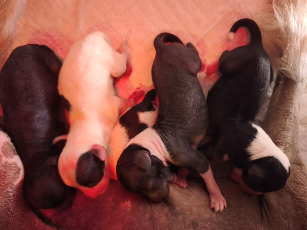 Des chiots chinois à crete sont à résever, nés le 27.5.26