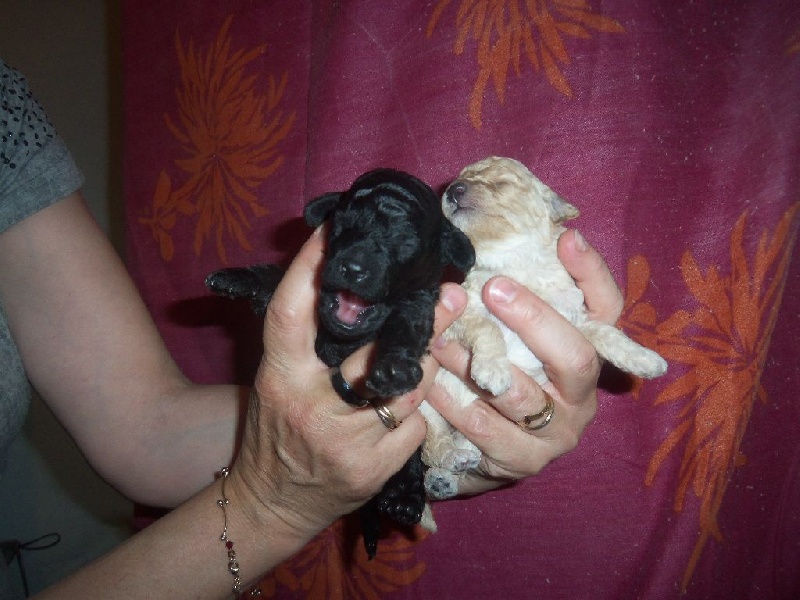 les chiots 2016