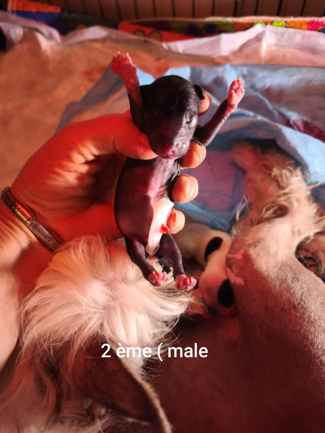 Des Jours Etoilés - Chiots disponibles - Chien chinois à crête