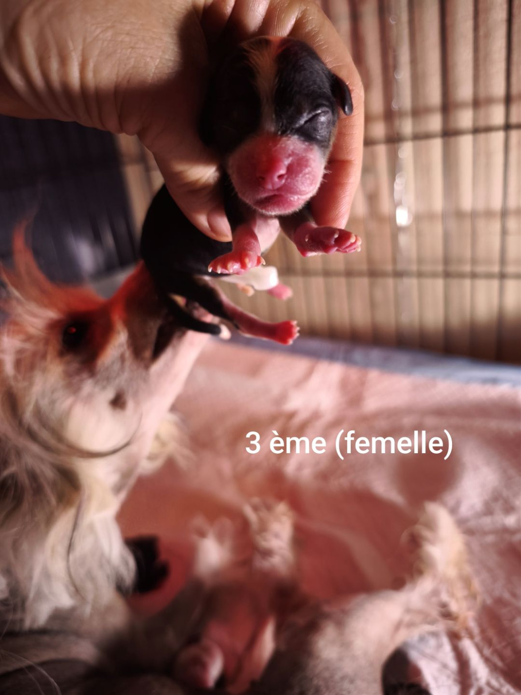 Des Jours Etoilés - Chiots disponibles - Chien chinois à crête