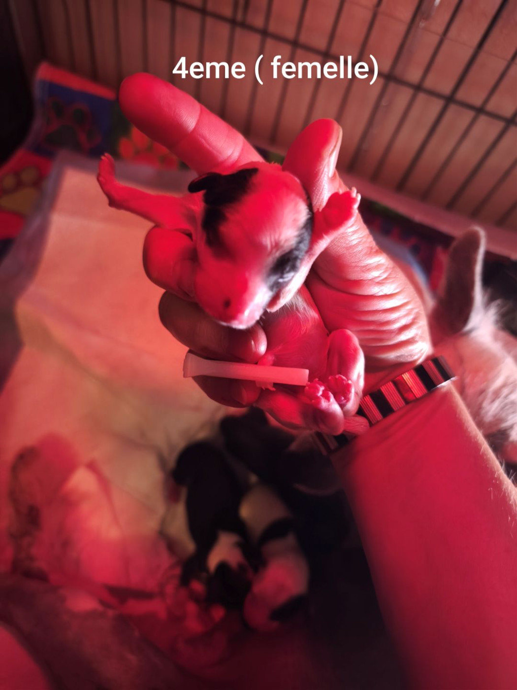 Des Jours Etoilés - Chiots disponibles - Chien chinois à crête