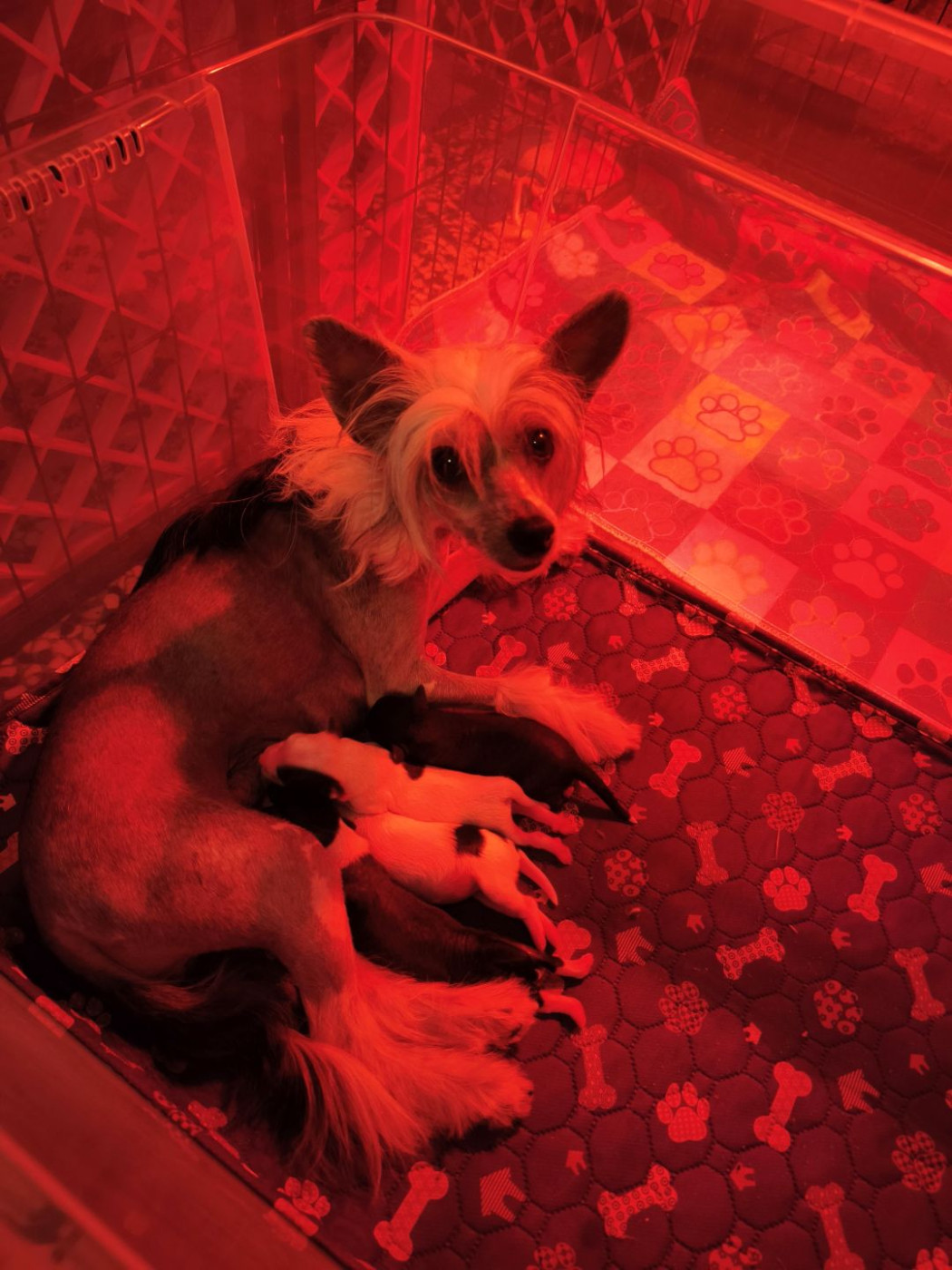 Chiot Chien chinois à crête Des Jours Etoilés