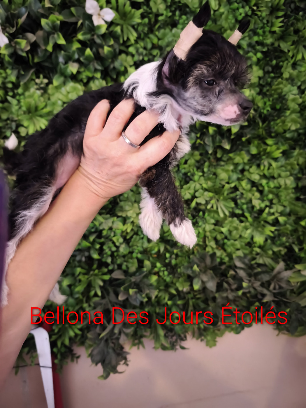 Des Jours Etoilés - Chiots disponibles - Chien chinois à crête