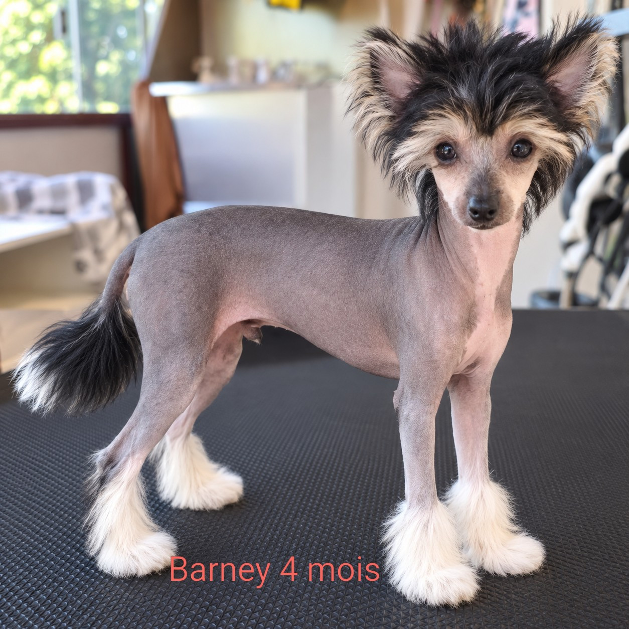 Des Jours Etoilés - Chiots disponibles - Chien chinois à crête