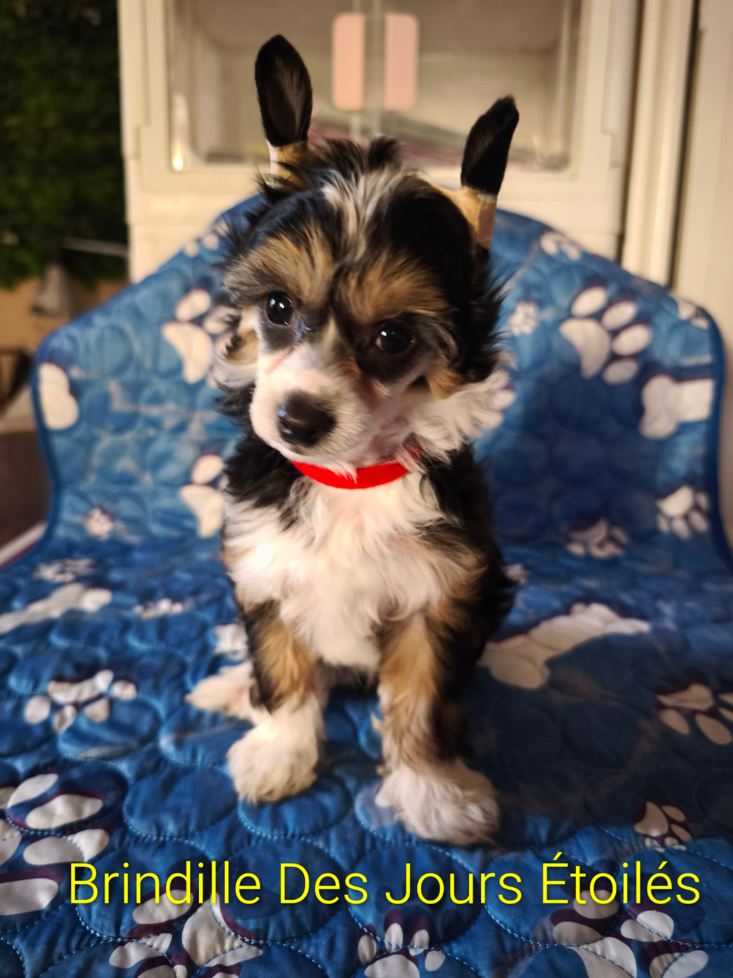 Des Jours Etoilés - Chiots disponibles - Chien chinois à crête