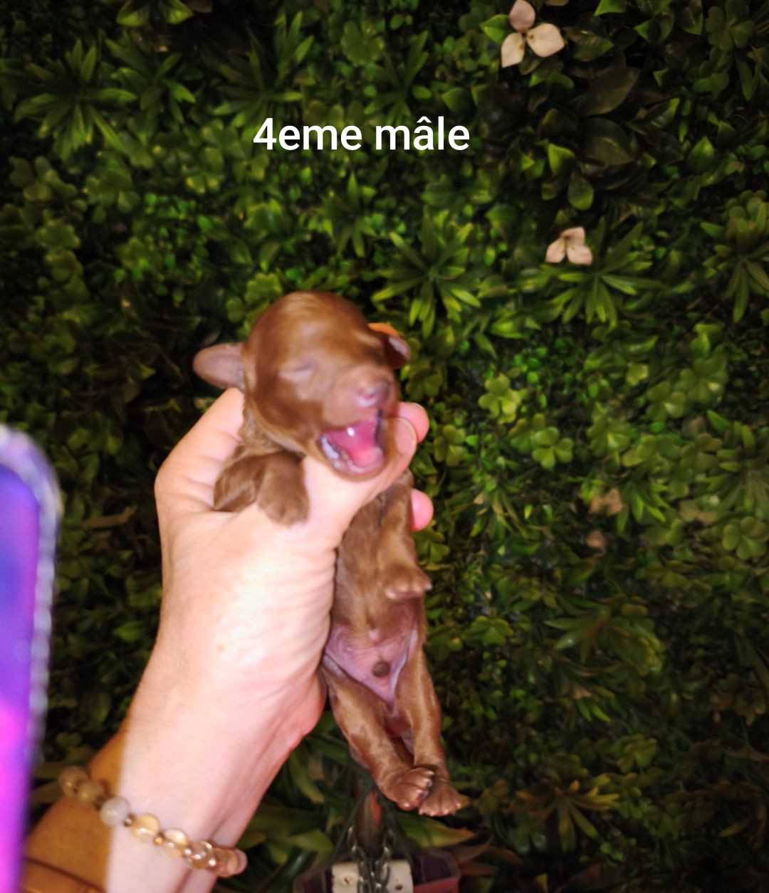 Des Jours Etoilés - Chiots disponibles - Caniche