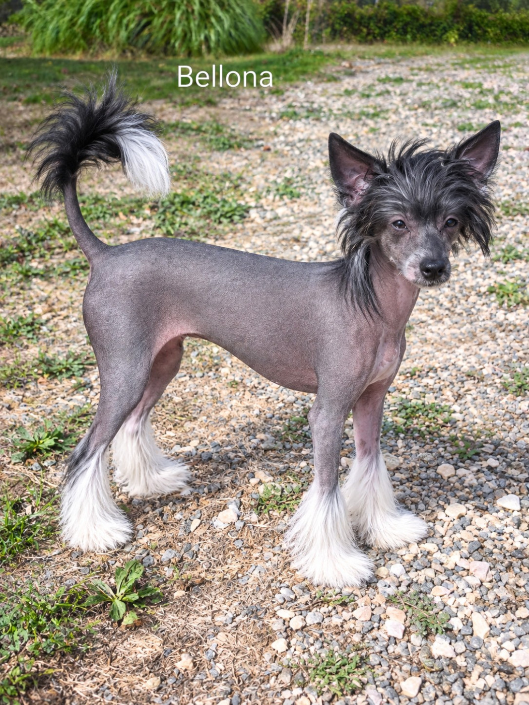 Des Jours Etoilés - Chiots disponibles - Chien chinois à crête
