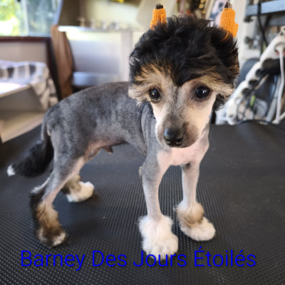BARNEY