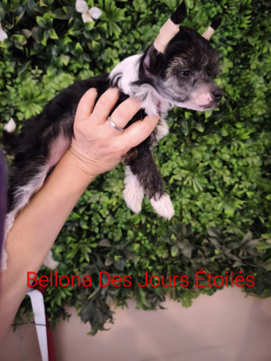 BELLONA
