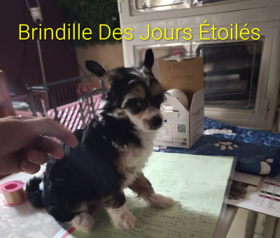 BRINDILLE