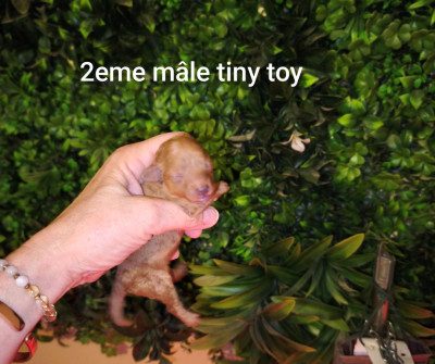 Chiot N°2